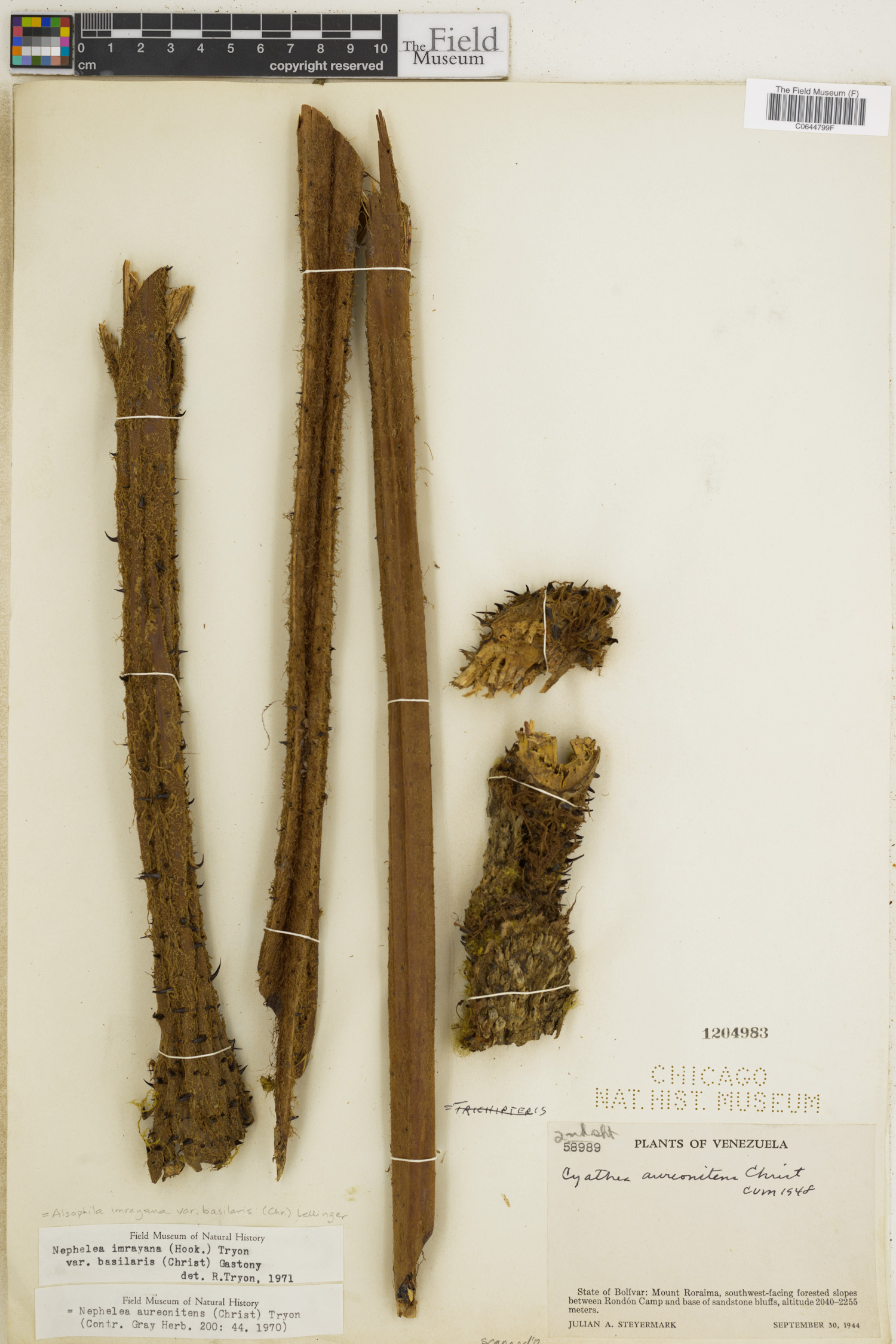 Alsophila imrayana image