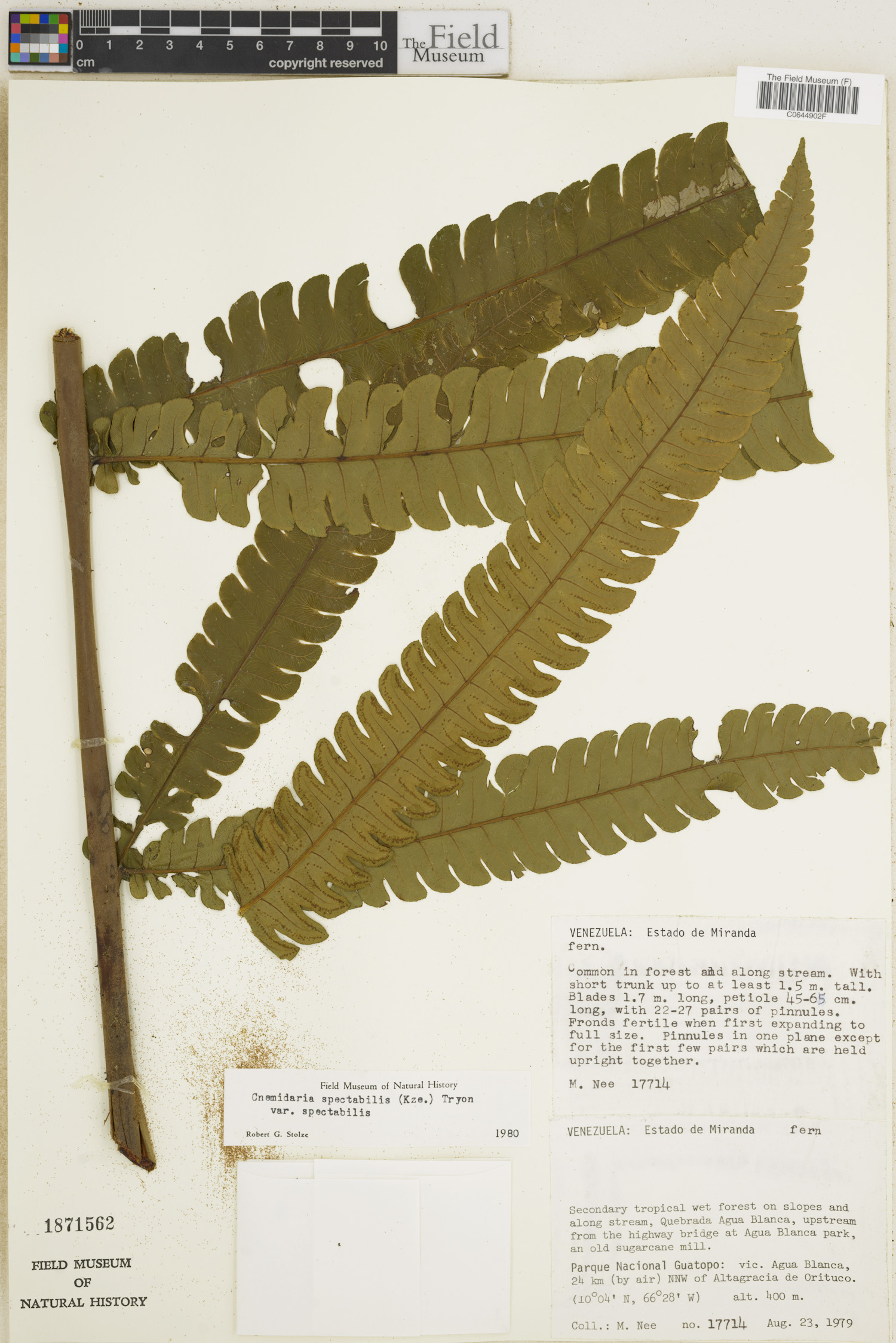 Cnemidaria spectabilis image