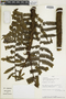 Cyathea bipinnatifida image