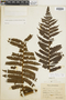 Cyathea frondosa image