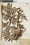 Cyathea pallescens image
