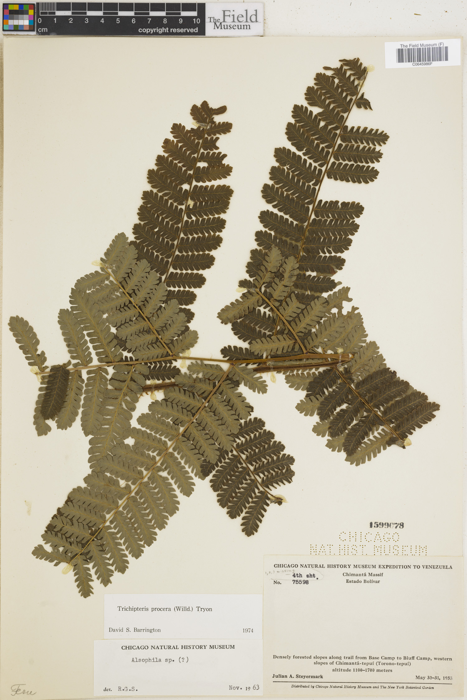 Trichipteris image