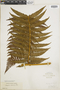 Trichipteris tryonorum image