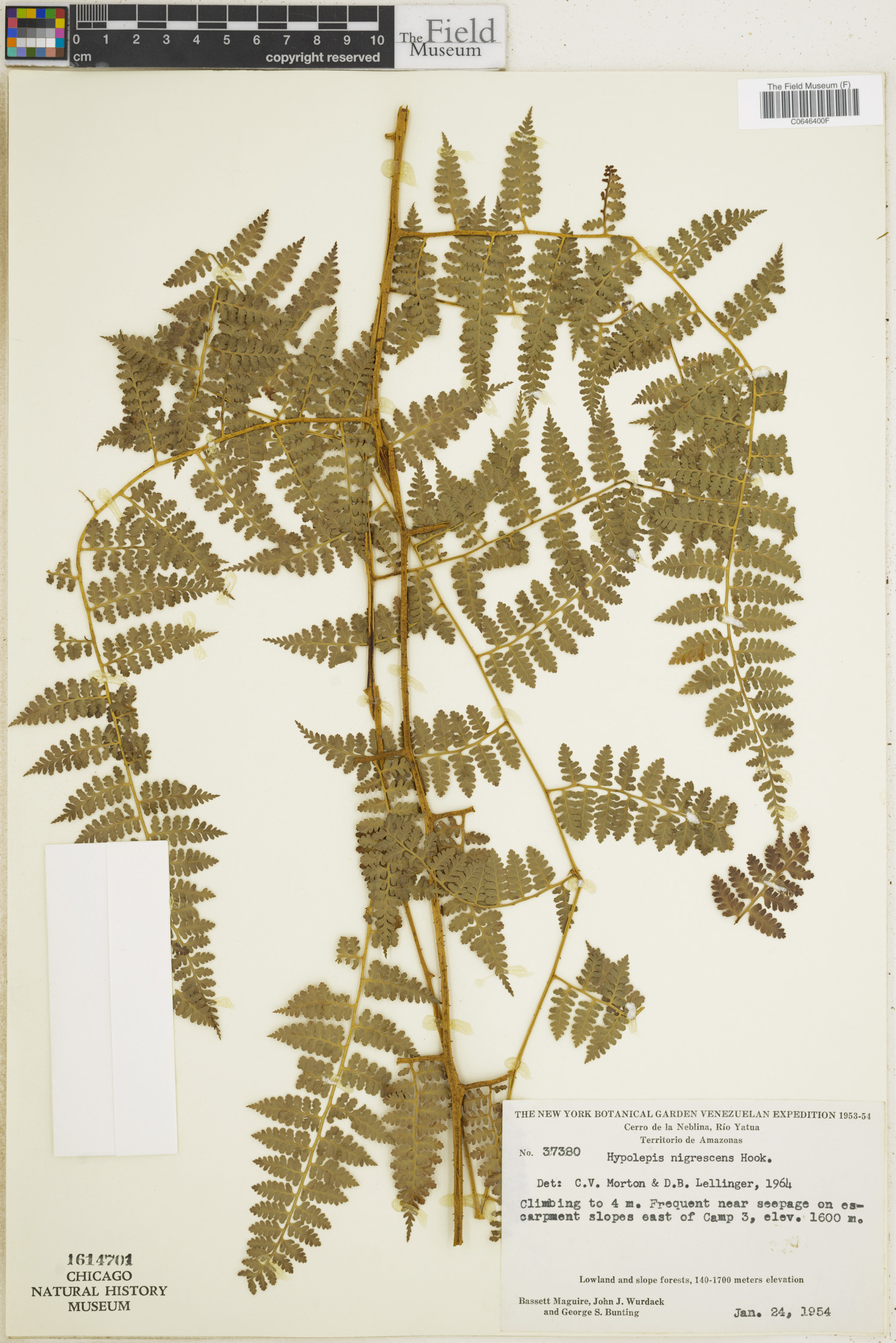 Hypolepis nigrescens image