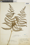 Pteridium aquilinum var. caudatum image