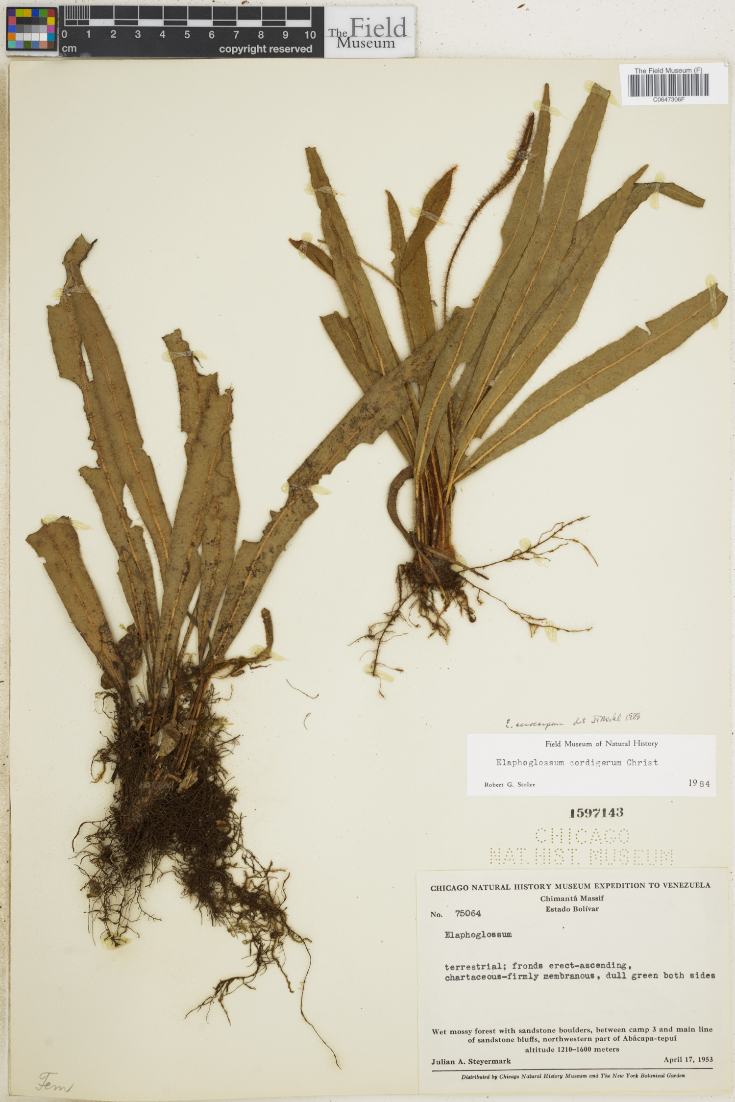 Elaphoglossum acrocarpum image
