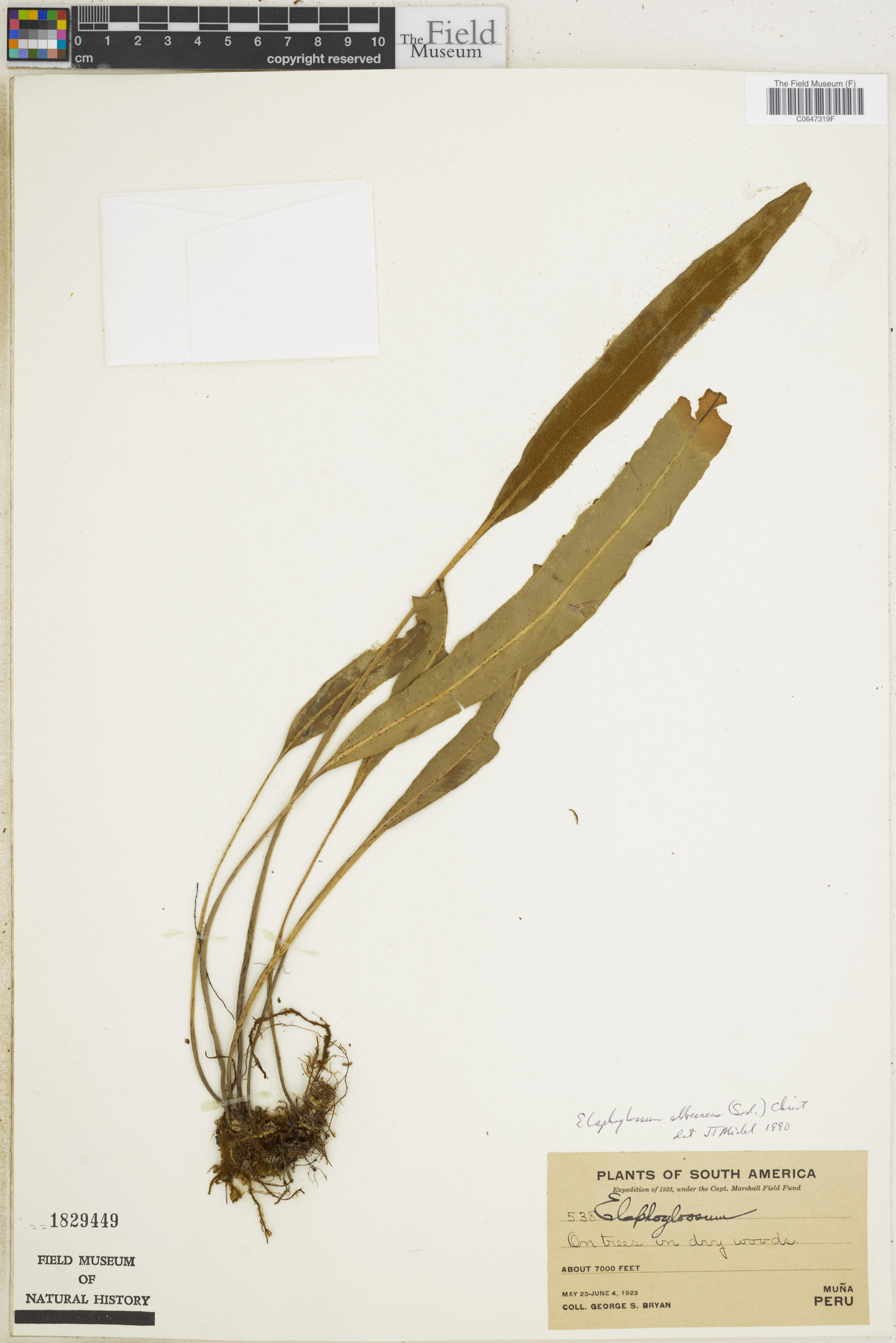 Elaphoglossum albescens image