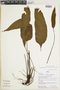 Elaphoglossum castaneum image