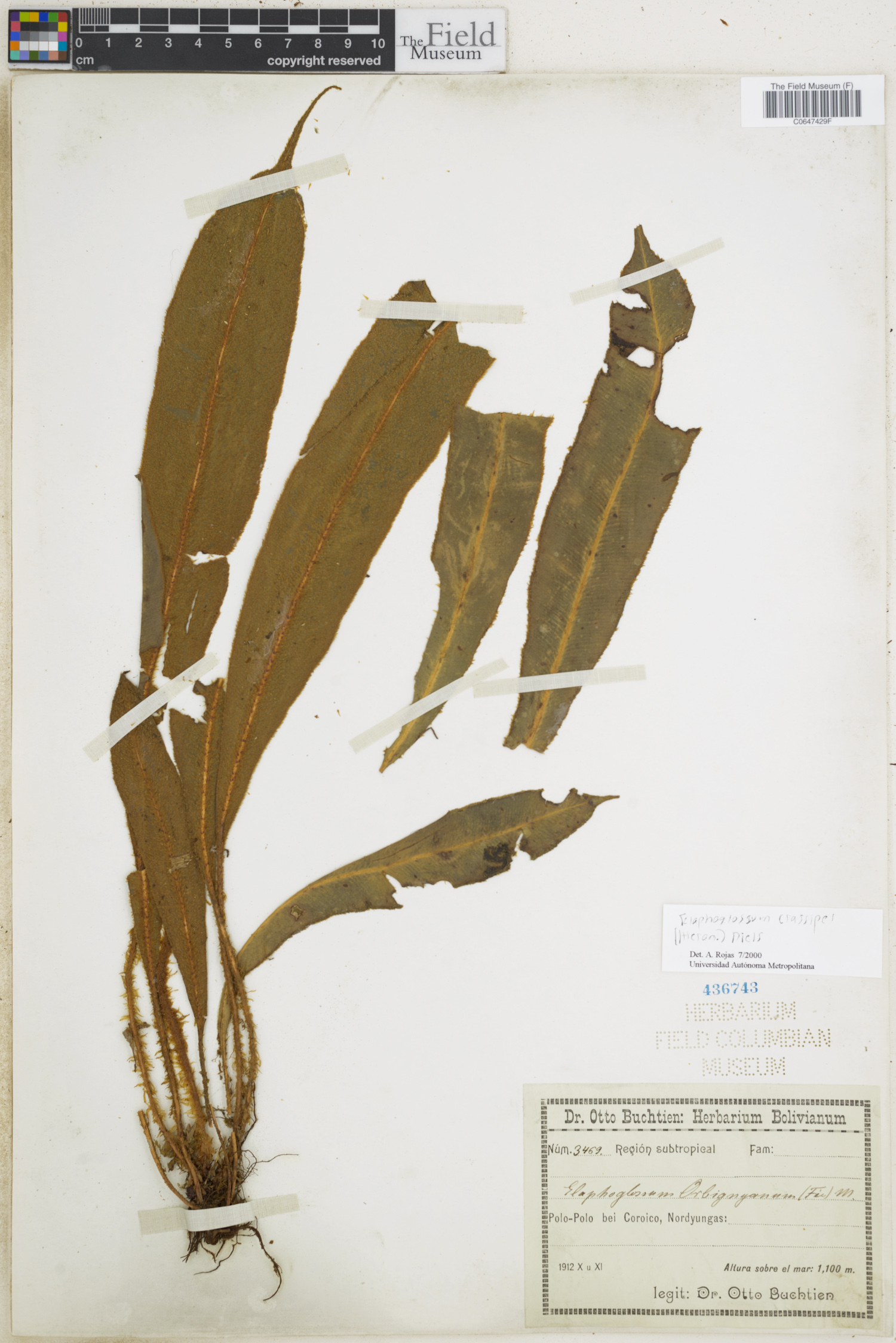 Elaphoglossum crassipes image