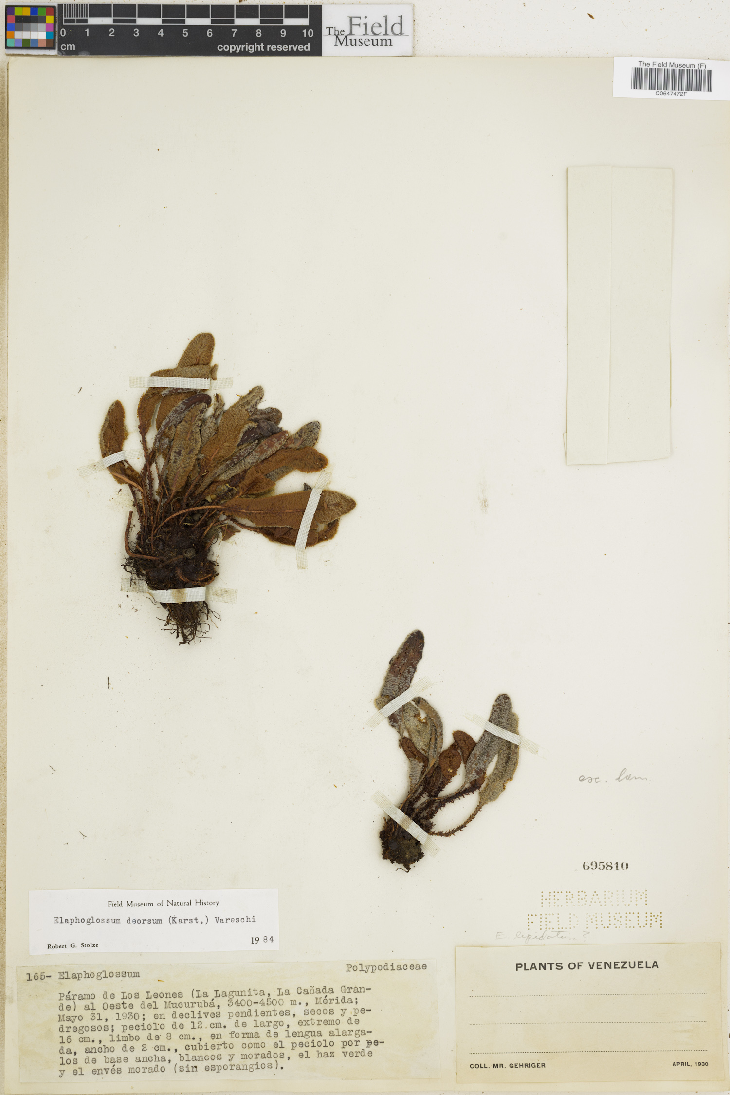Elaphoglossum deorsum image