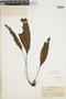 Elaphoglossum elegantipes image