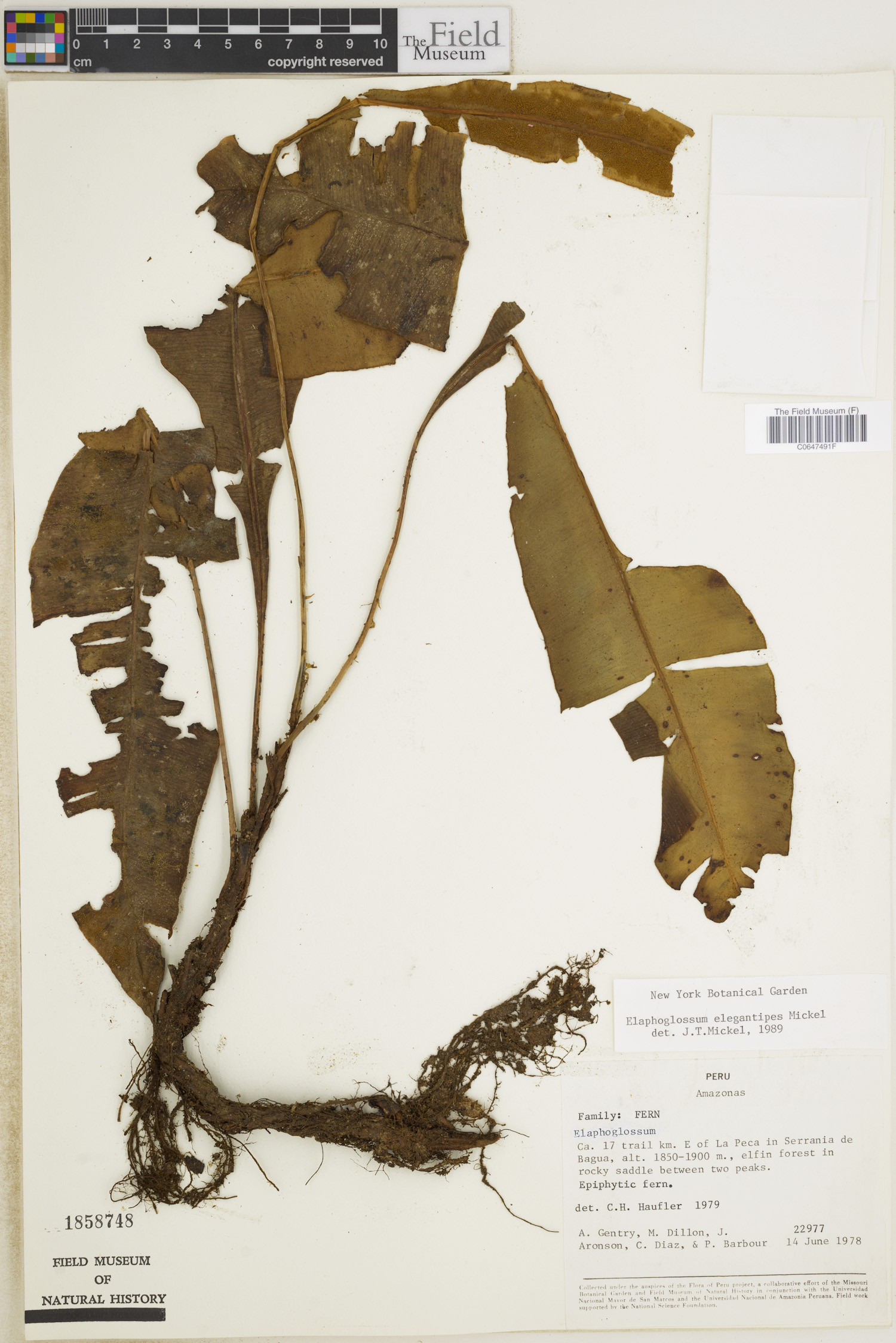 Elaphoglossum elegantipes image