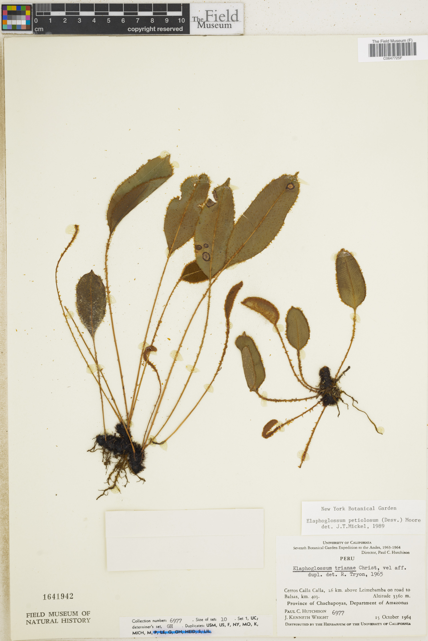 Elaphoglossum petiolosum image