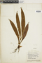 Elaphoglossum plumosum image