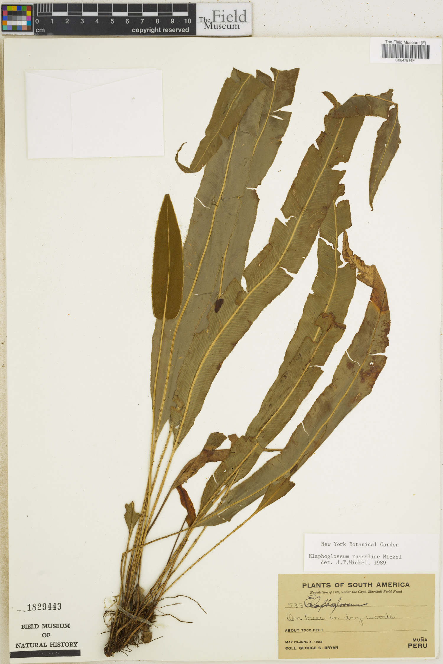 Elaphoglossum russelliae image