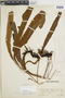 Elaphoglossum meridense image