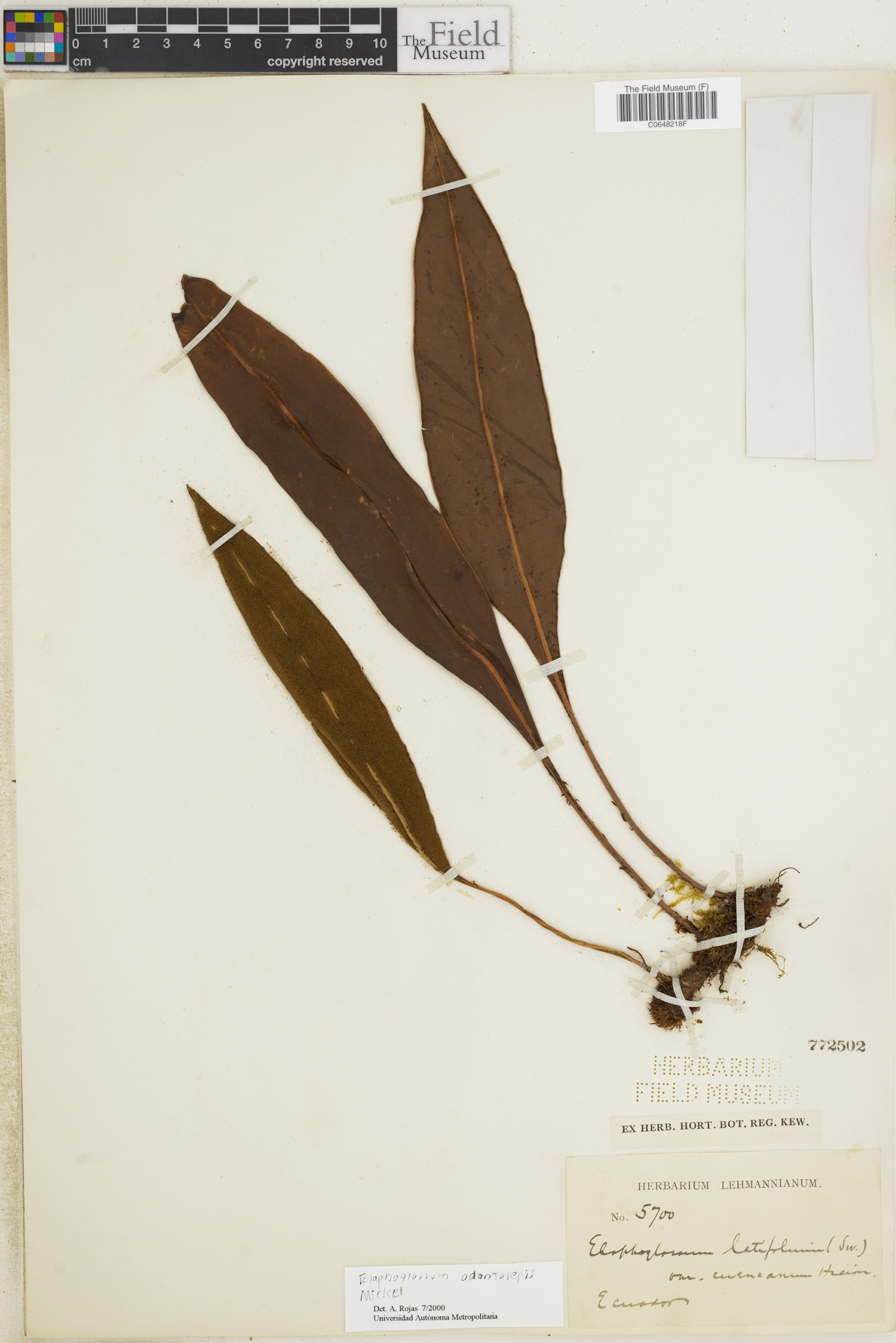 Elaphoglossum odontolepis image