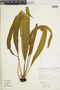 Elaphoglossum pachydermum image