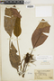 Elaphoglossum pachyphyllum image