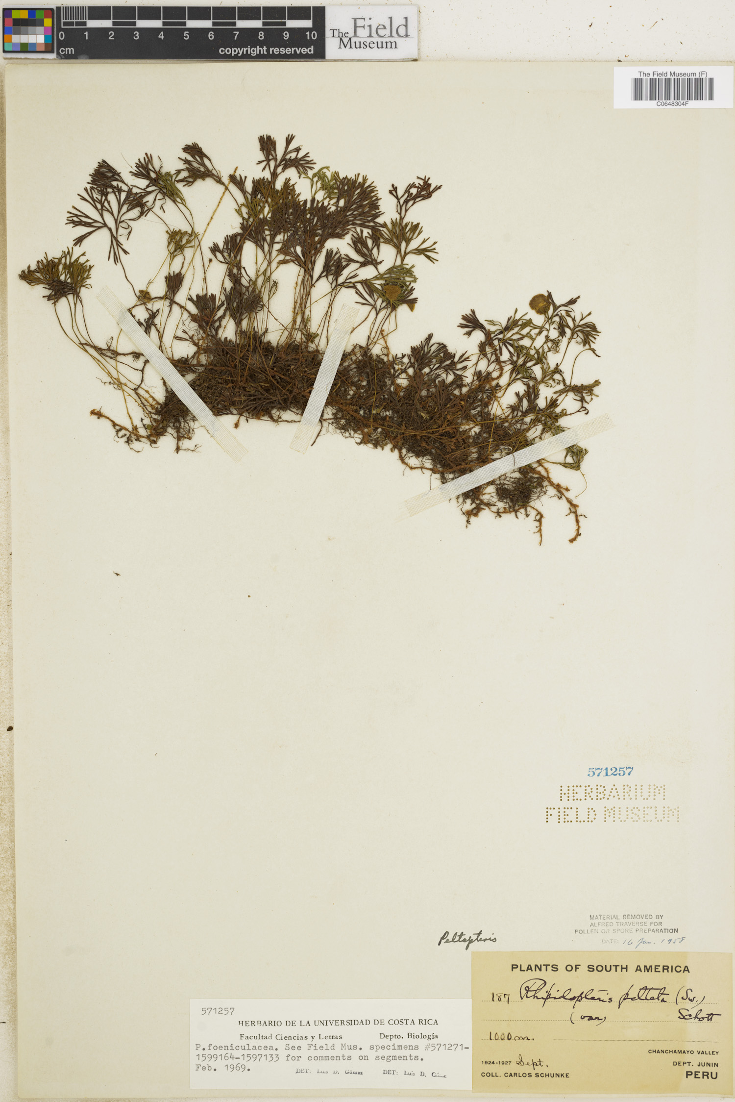 Peltapteris foeniculacea image