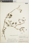 Elaphoglossum tripartitum image