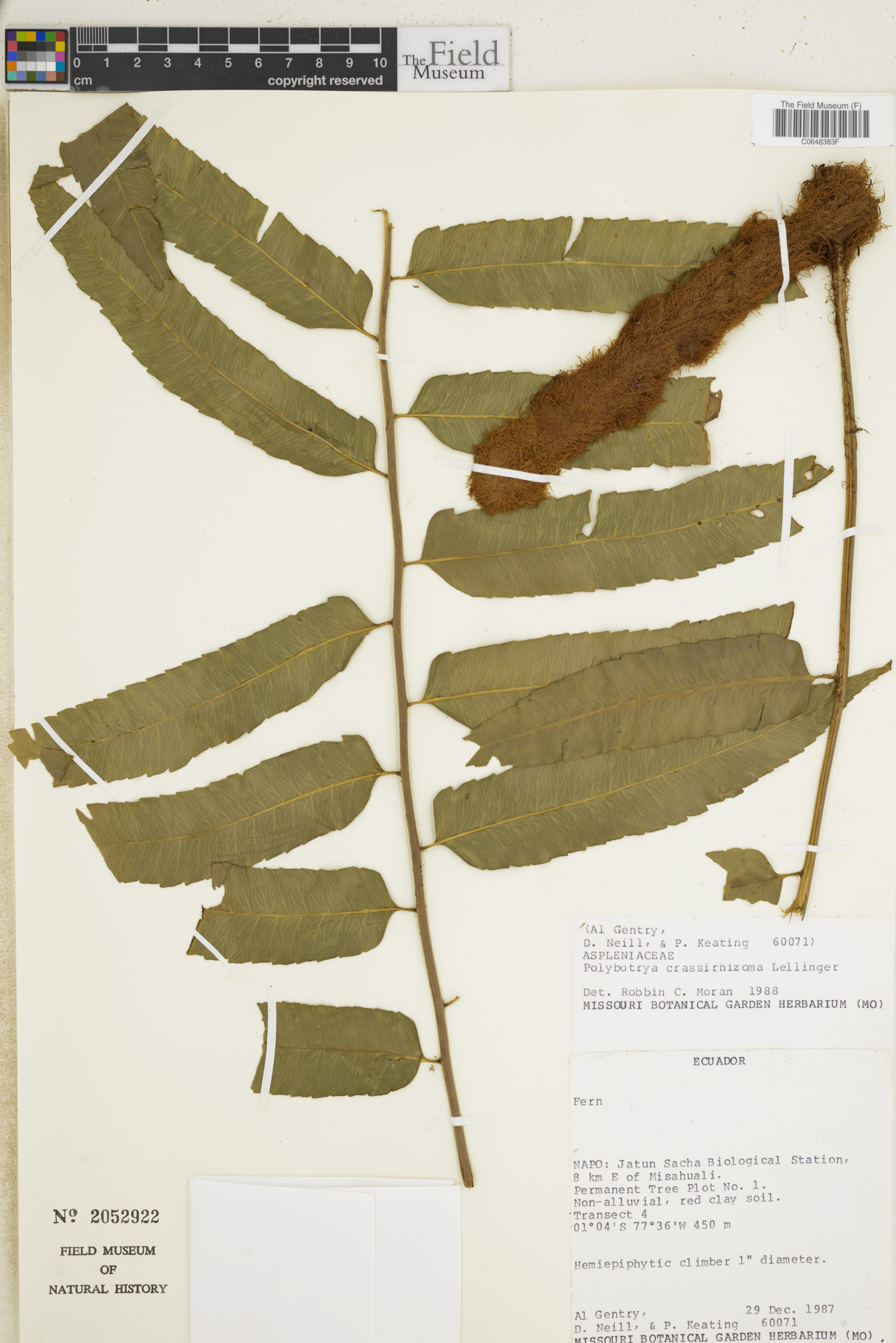 Polybotrya crassirhizoma image
