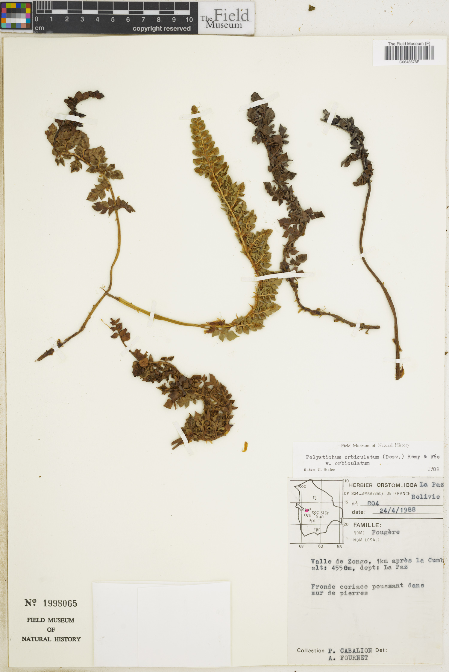 Polystichum orbiculatum image