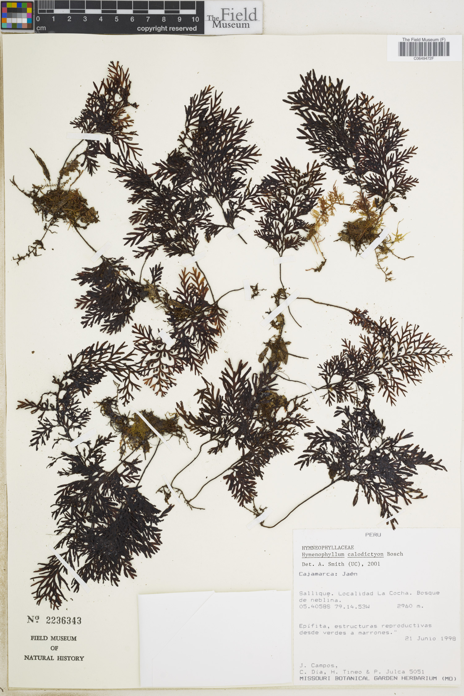 Hymenophyllum calodictyon image
