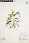 Hymenophyllum crispum image