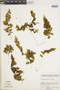 Hymenophyllum elegantulum image