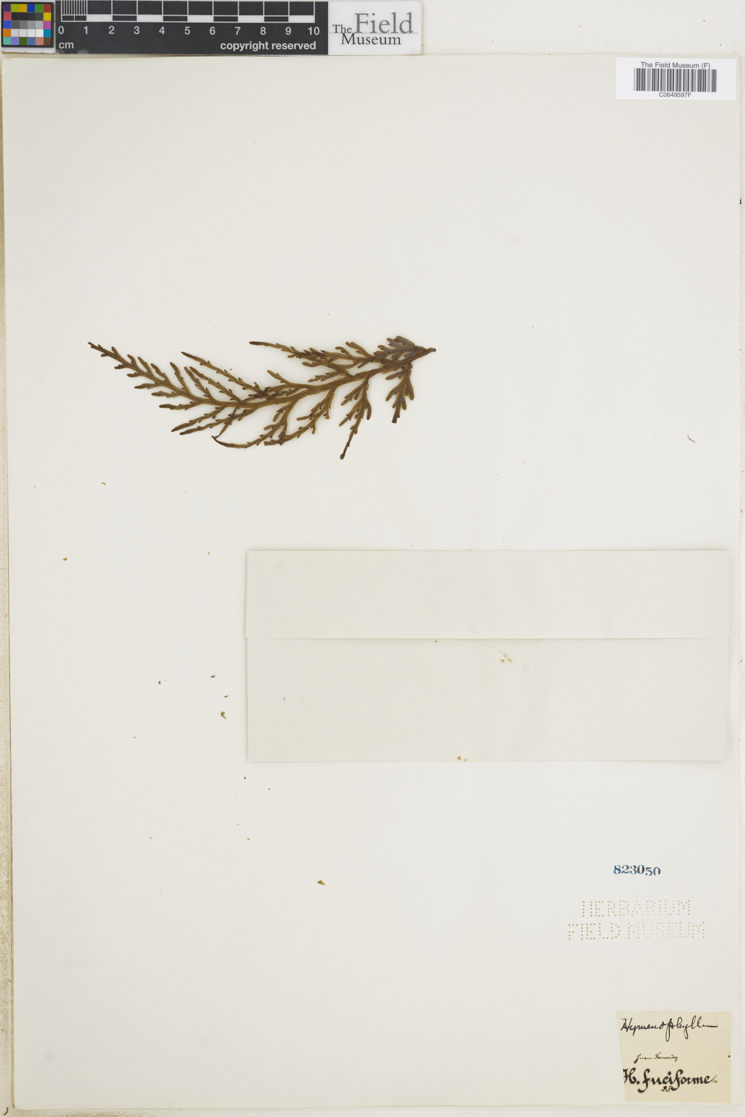 Hymenophyllum fuciforme image