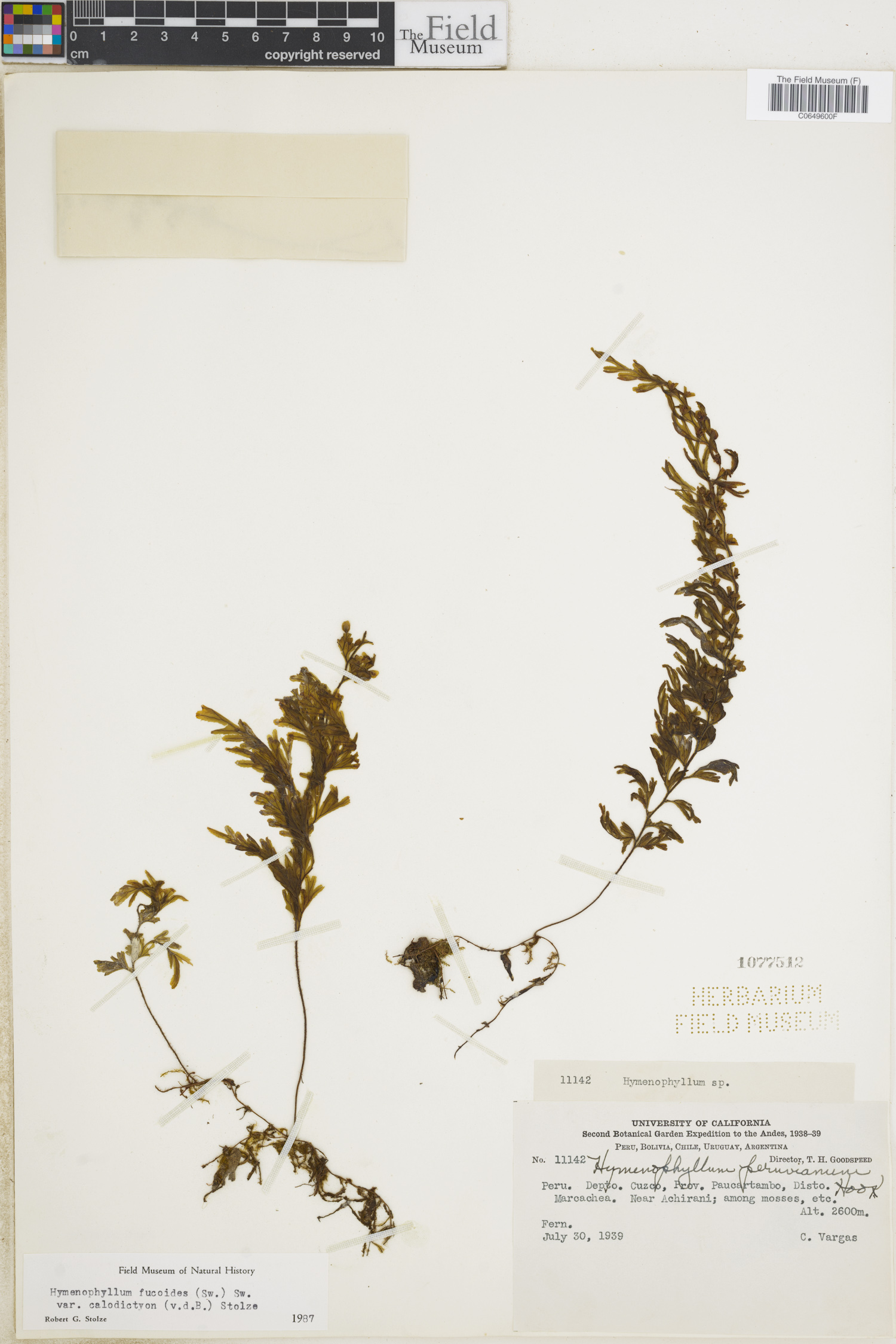 Hymenophyllum fucoides var. calodictyon image