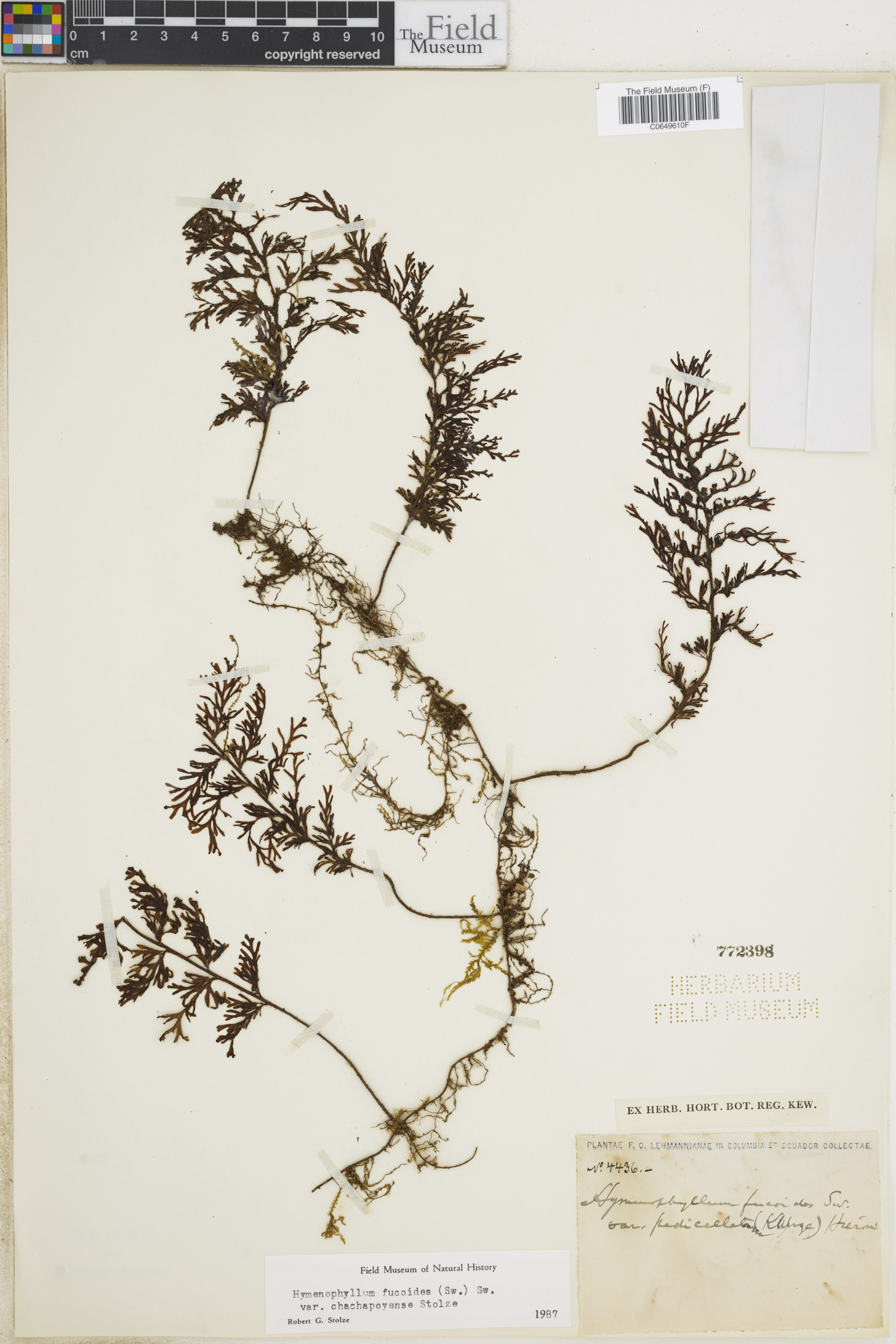 Hymenophyllum fucoides image
