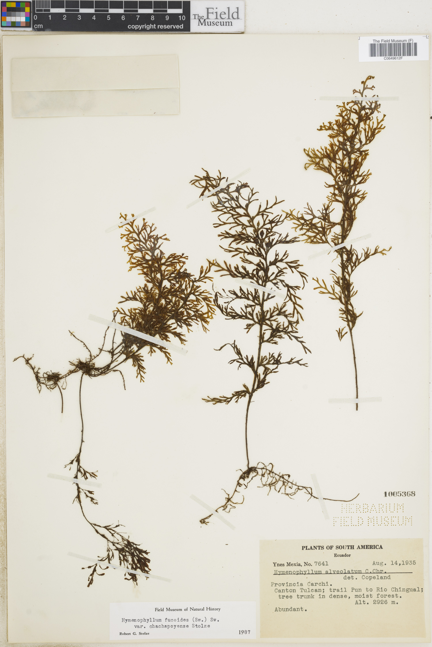 Hymenophyllum fucoides var. chachapoyense image