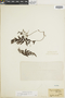 Hymenophyllum fucoides var. fucoides image