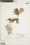 Hymenophyllum fucoides var. fucoides image