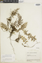 Hymenophyllum fucoides var. pedicellatum image