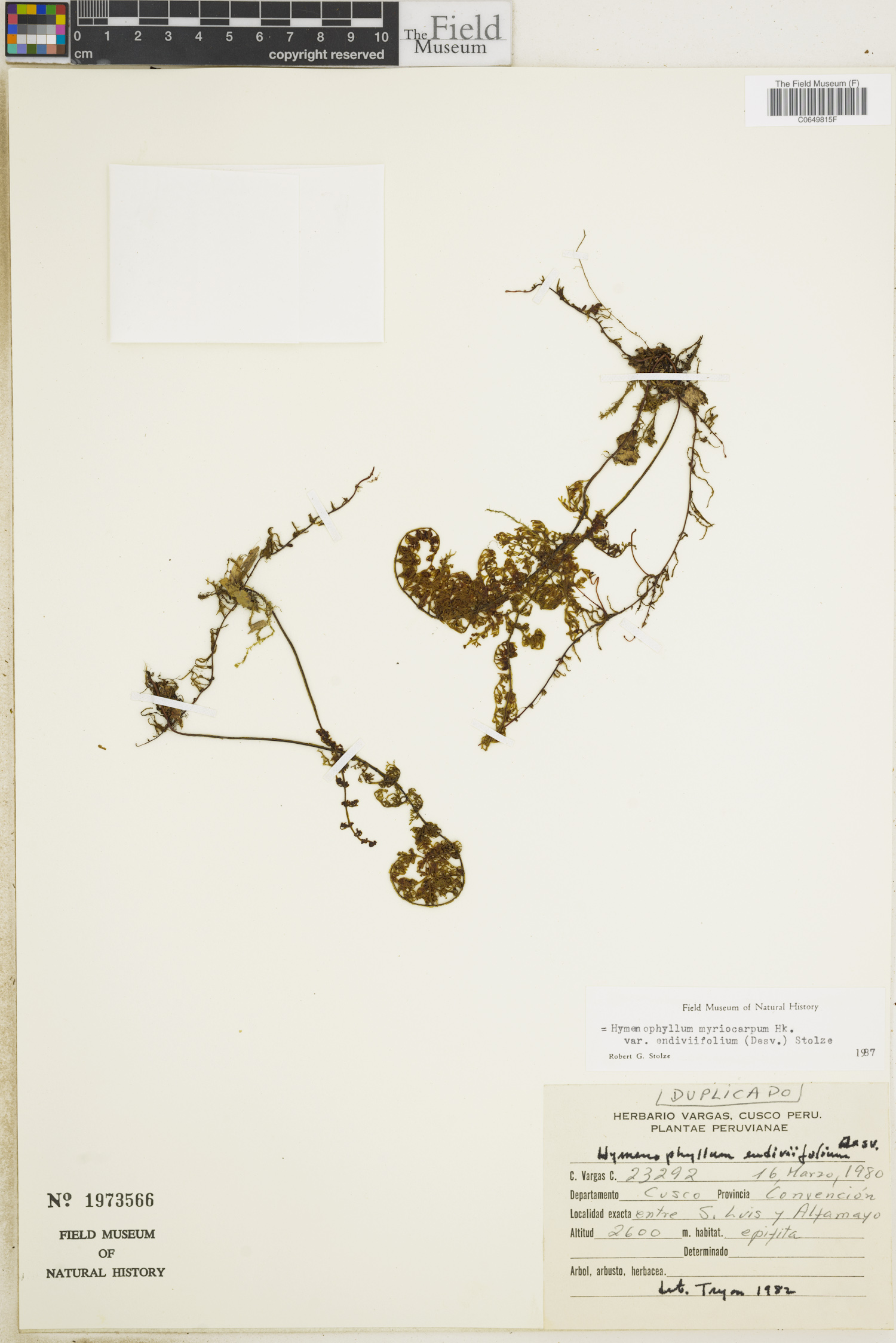 Hymenophyllum myriocarpum var. endiviifolium image