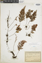 Hymenophyllum endiviifolium image