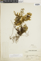 Hymenophyllum endiviifolium image