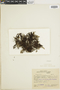Hymenophyllum magellanicum image