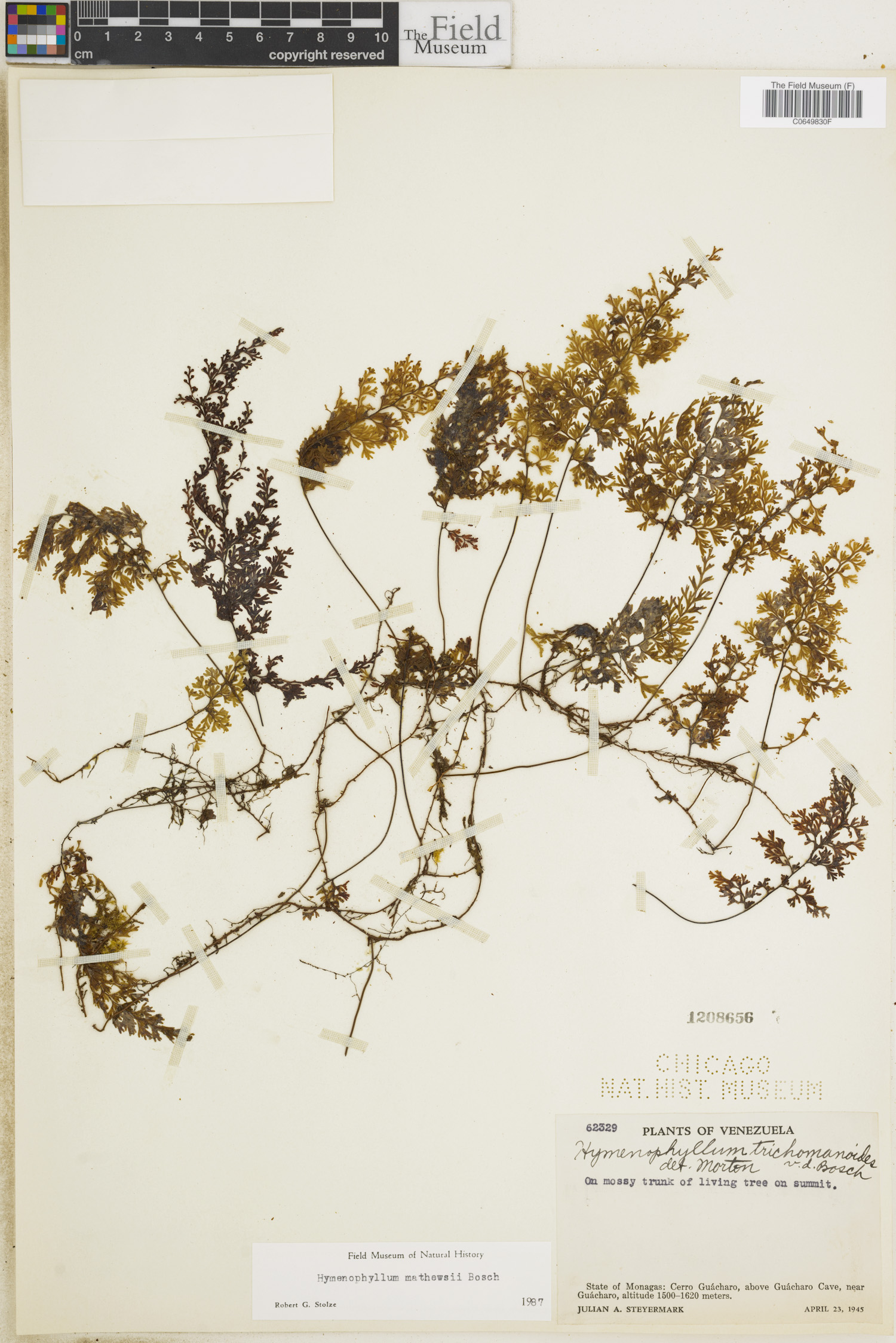 Hymenophyllum matthewsii image