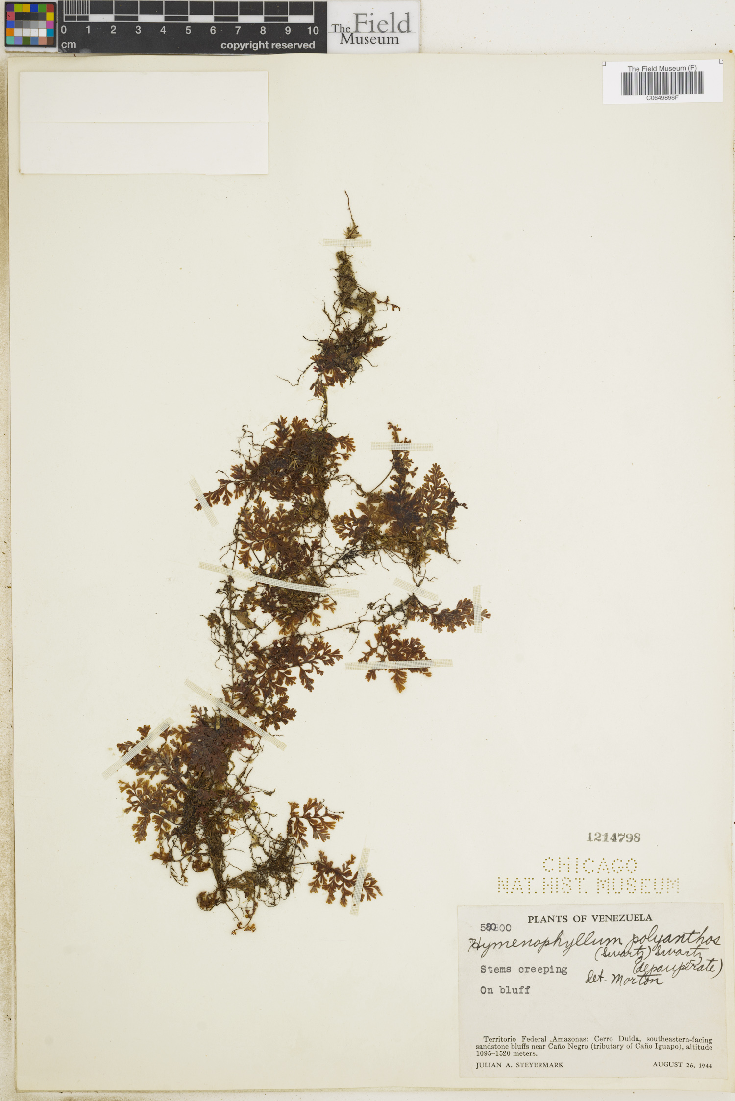 Hymenophyllum polyanthos image