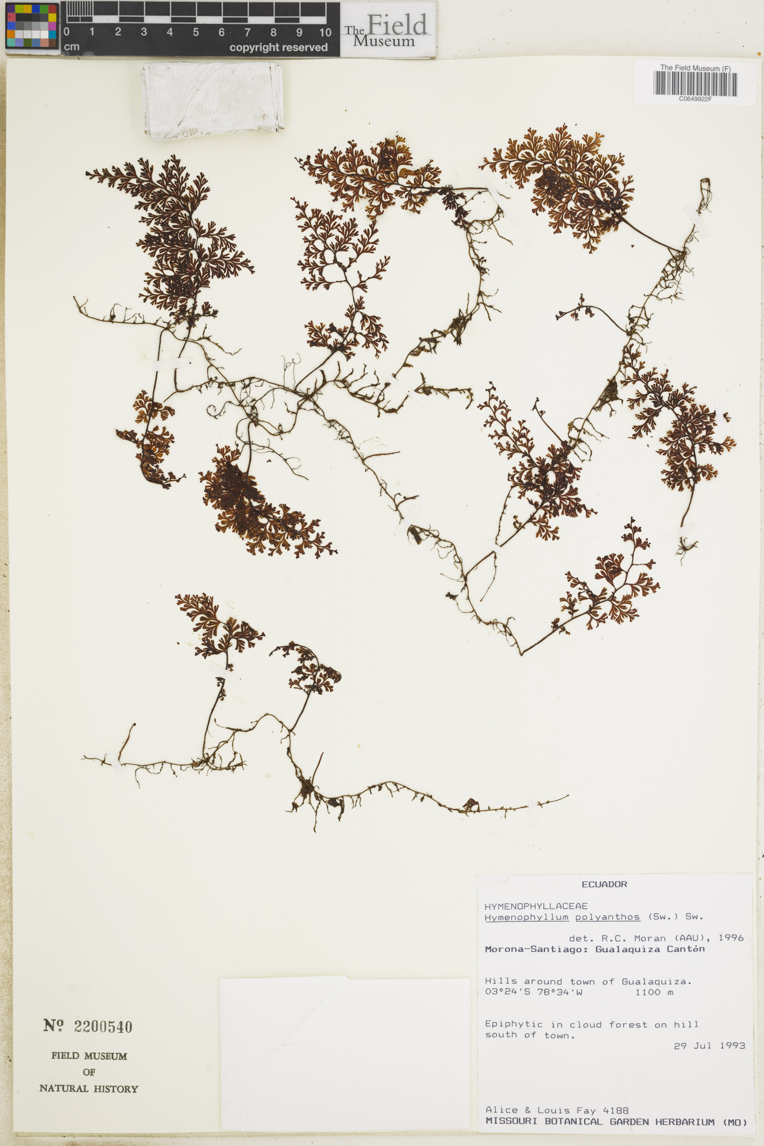 Hymenophyllum polyanthos image