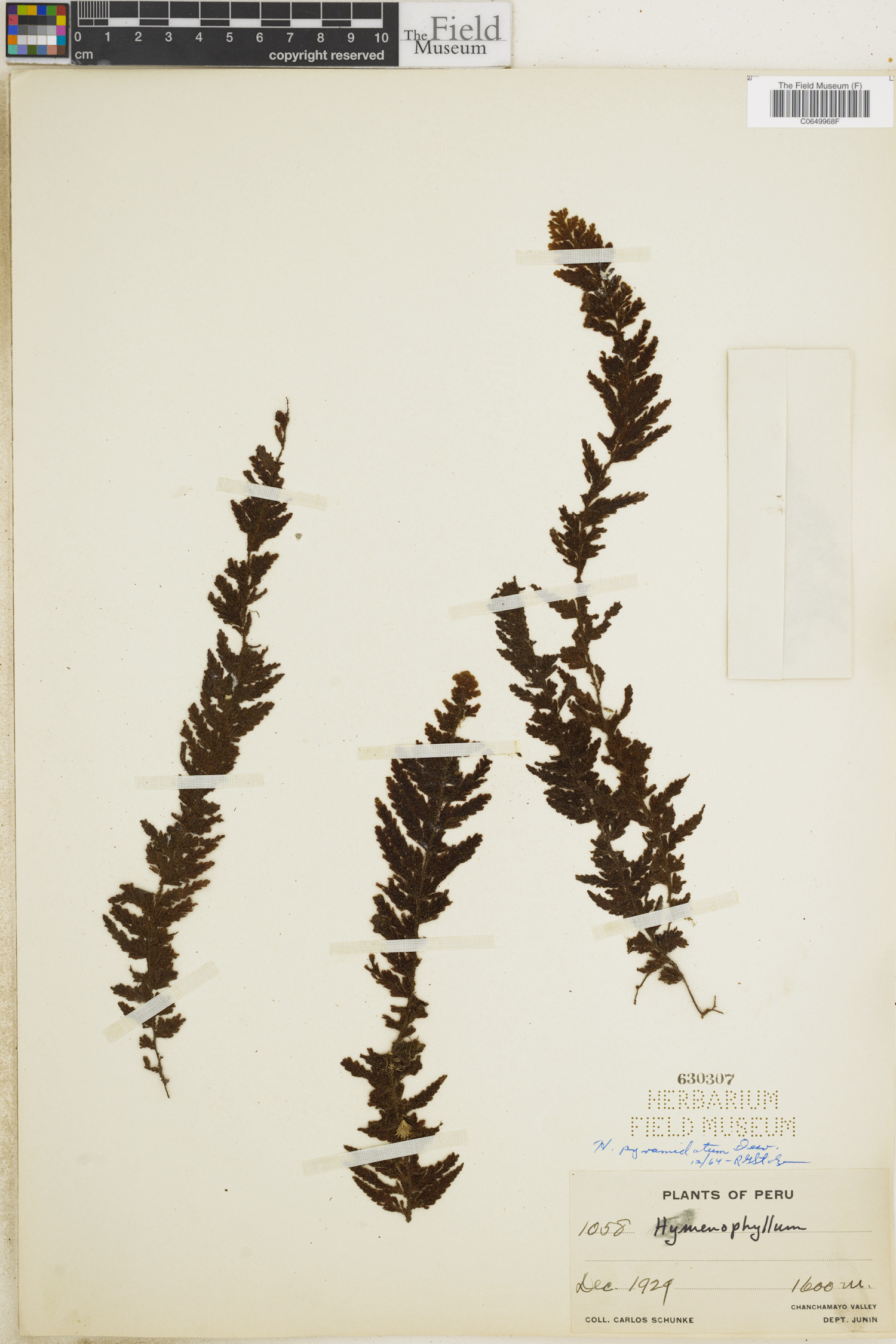 Hymenophyllum pyramidatum image