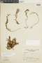 Hymenophyllum speciosum image