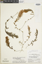 Hymenophyllum speciosum image