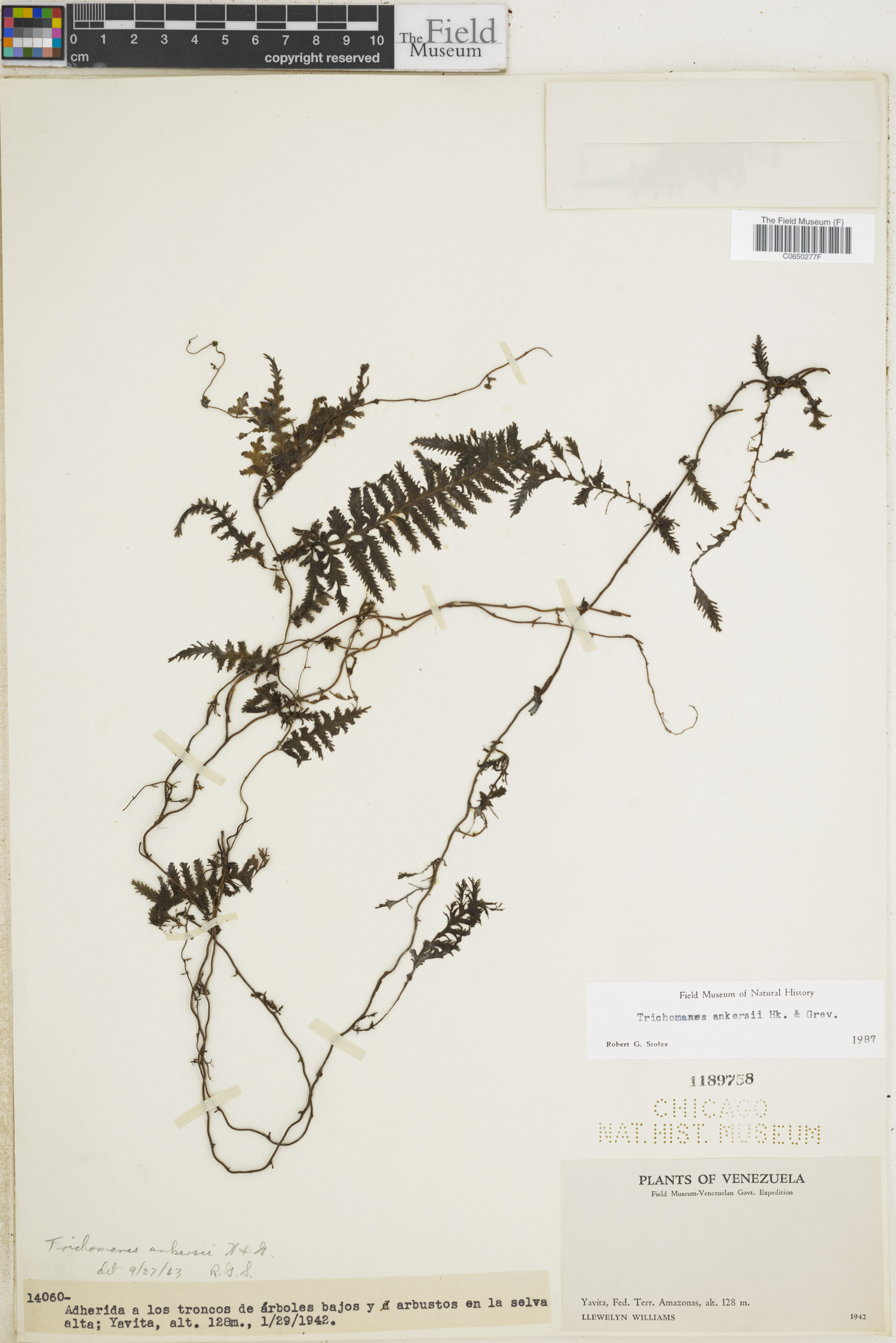 Trichomanes ankersii image