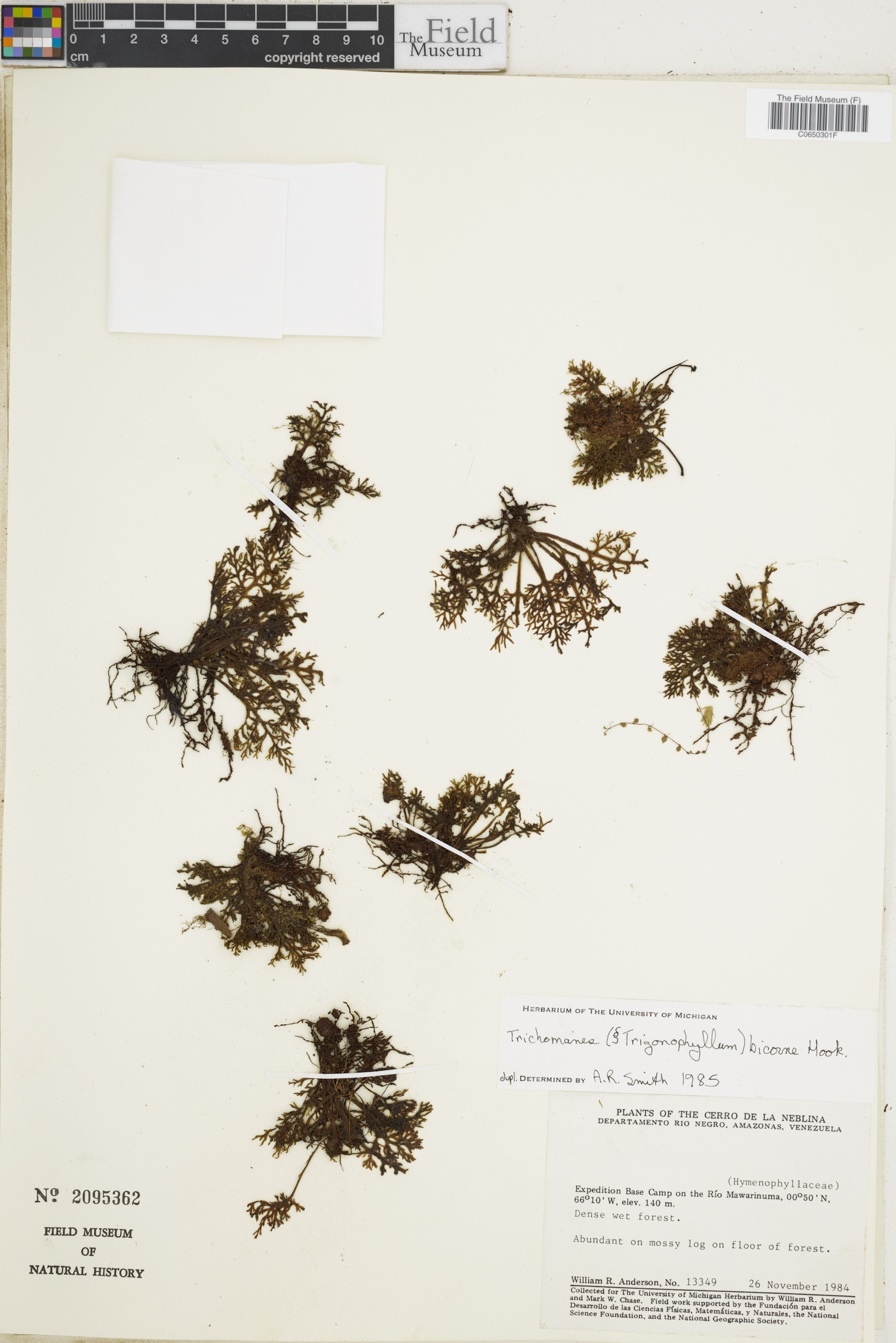 Trichomanes bicorne image