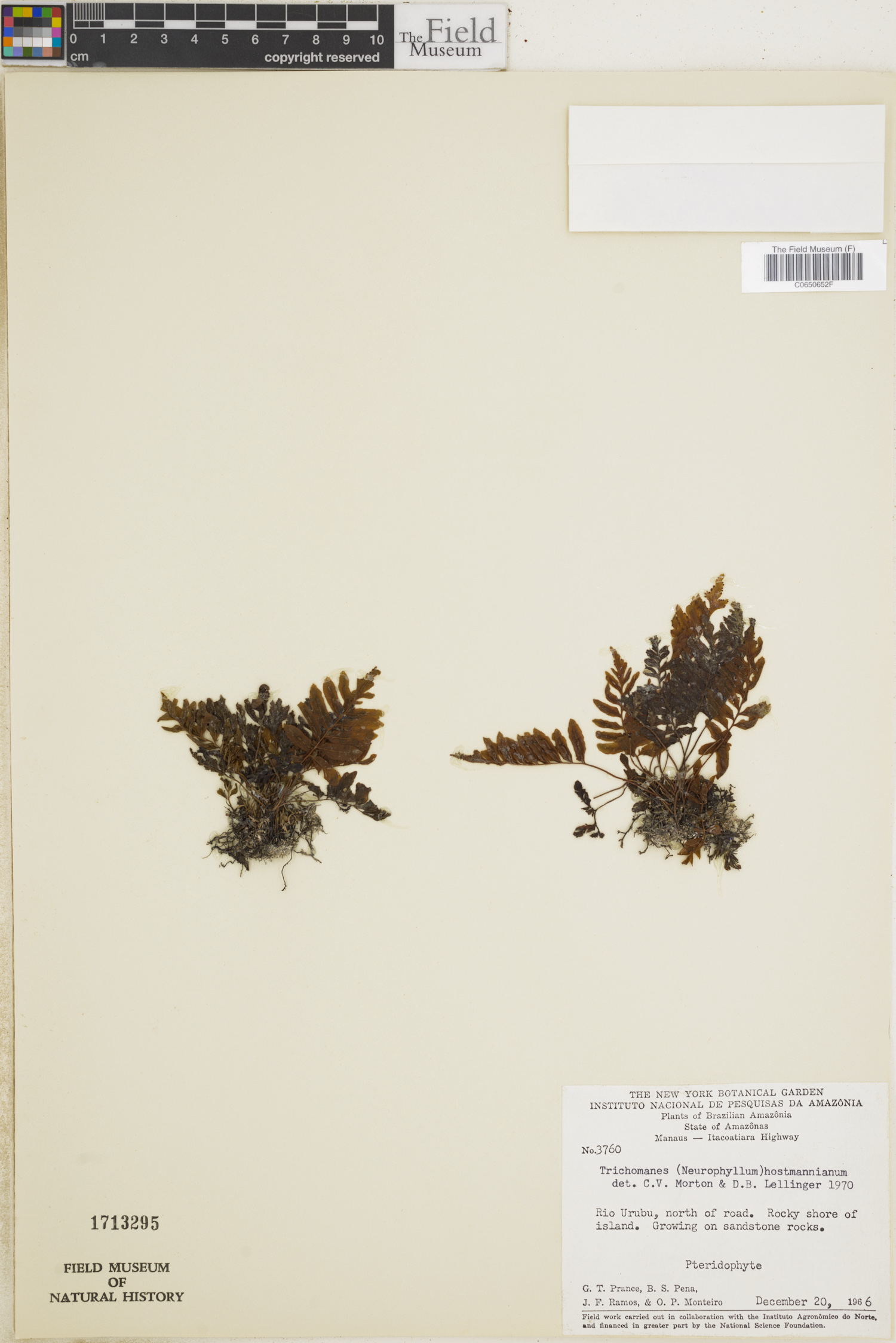 Trichomanes hostmannianum image